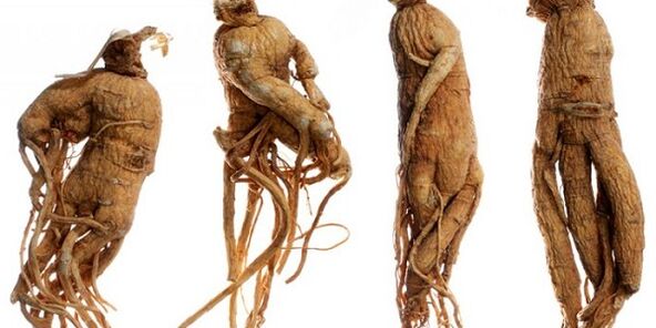 raiz de ginseng para aumentar o pênis